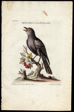 Blue Rock Thrush by Seligmann - Handcoloured etching - 18th century