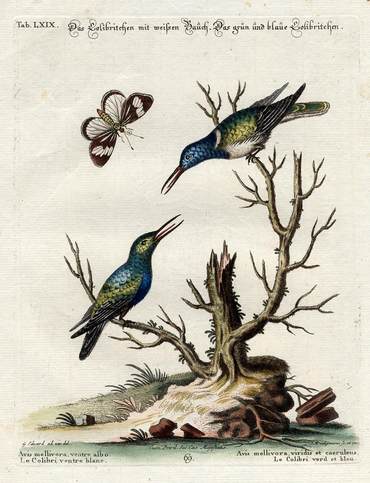 Green and Blue Hummingbird by Seligmann - Handcoloured etching - 18th century - Print by Johann Michael Seligmann