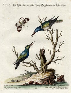 Green and Blue Hummingbird by Seligmann - Handcoloured etching - 18th century