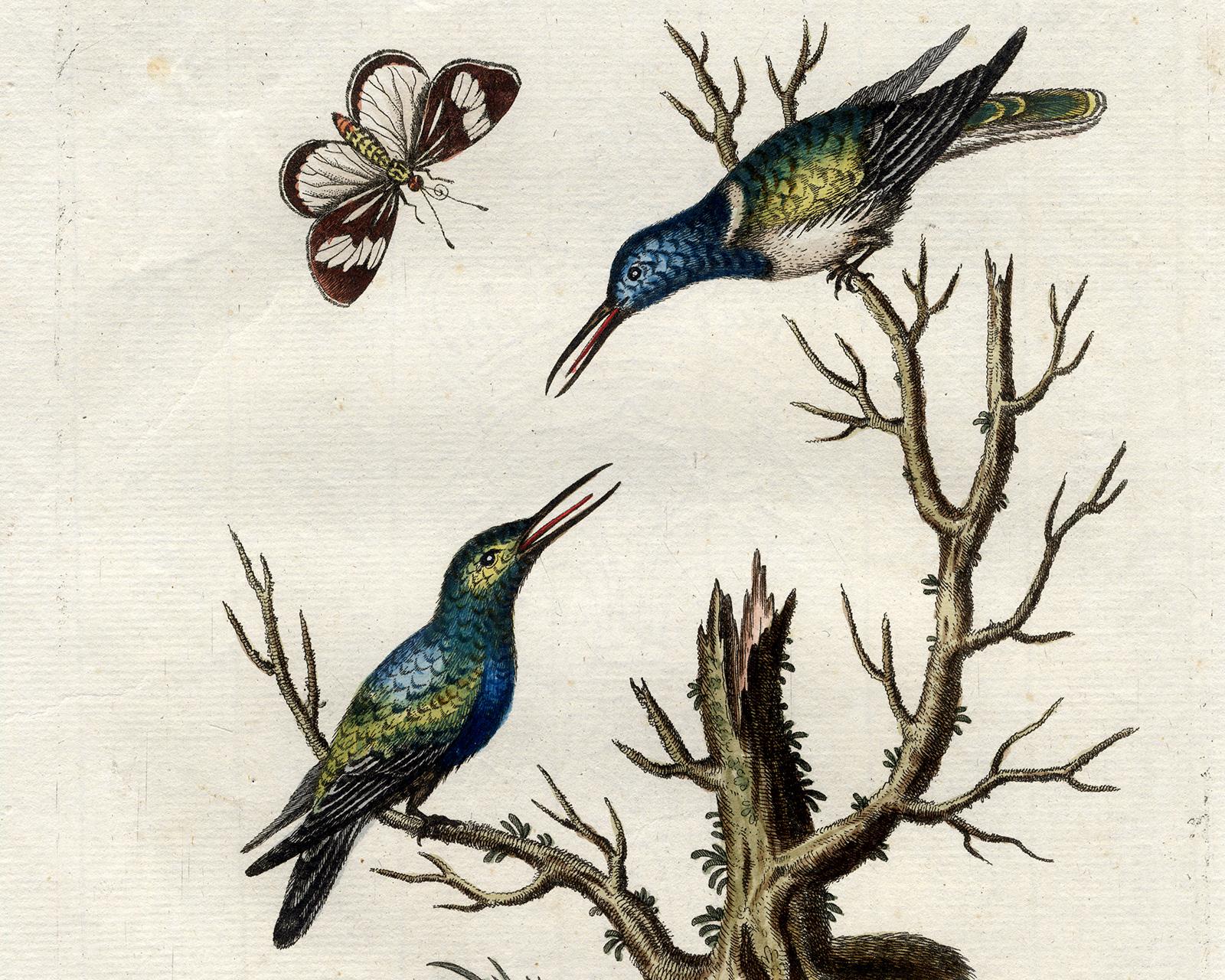 Green and Blue Hummingbird by Seligmann - Handcoloured etching - 18th century - Old Masters Print by Johann Michael Seligmann