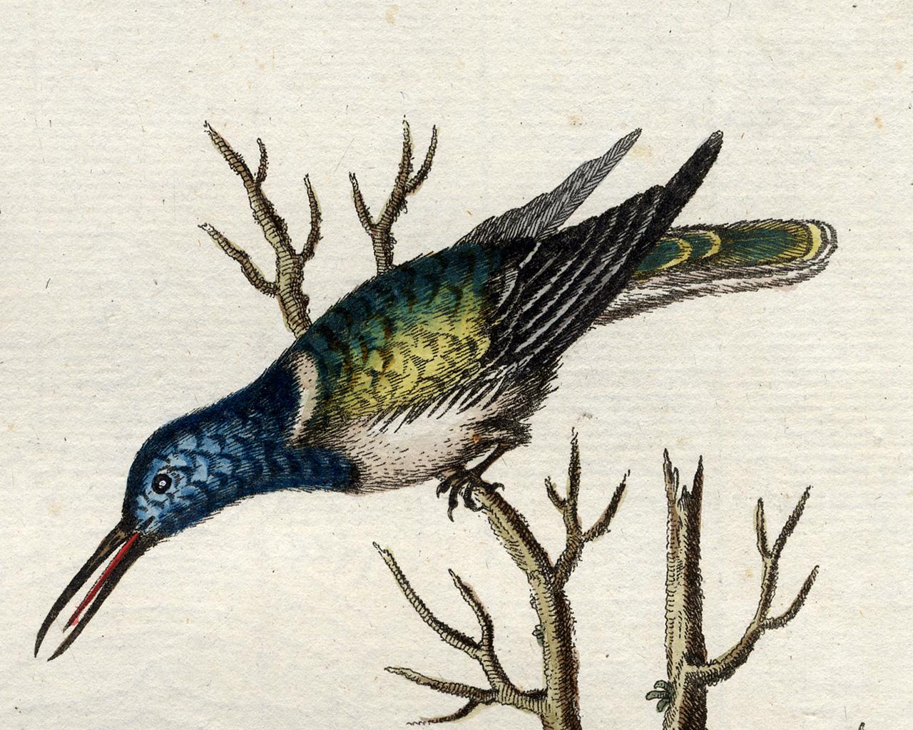 Green and Blue Hummingbird by Seligmann - Handcoloured etching - 18th century - Beige Animal Print by Johann Michael Seligmann