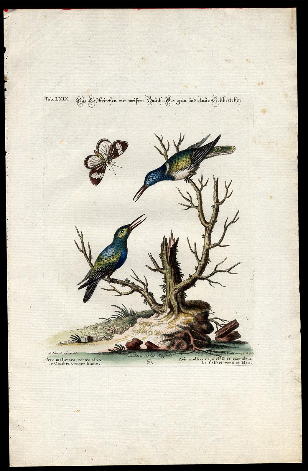 Johann Michael Seligmann Animal Print - Green and Blue Hummingbird by Seligmann - Handcoloured etching - 18th century