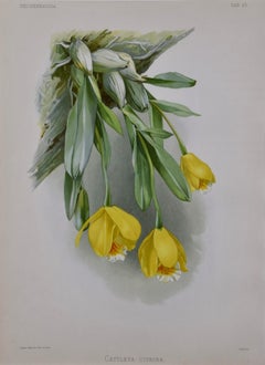 Hand Colored 19th c. Engraving of Orchids by Johann Michael Seligmann