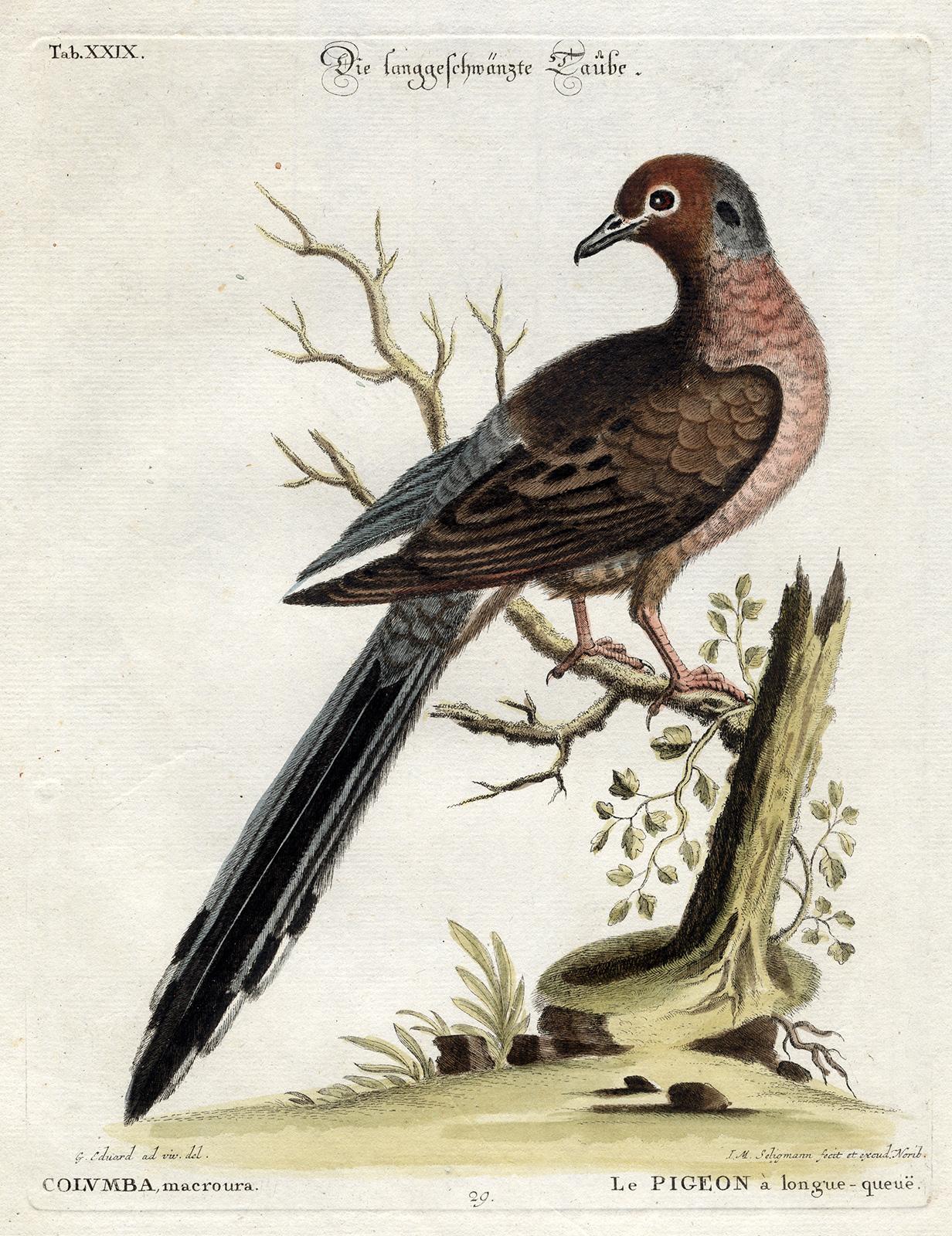 Mourning Dove by Seligmann - Handcoloured etching - 18th century - Print by Johann Michael Seligmann