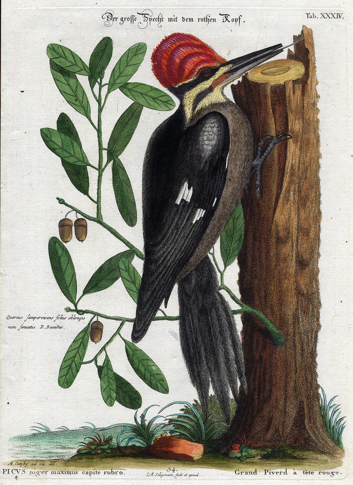 Red-Headed Woodpecker by Seligmann - Handcoloured etching - 18th century - Print by Johann Michael Seligmann