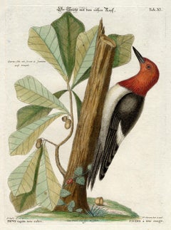 Red-Headed Woodpecker by Seligmann - Handcoloured Engraving - 18th century