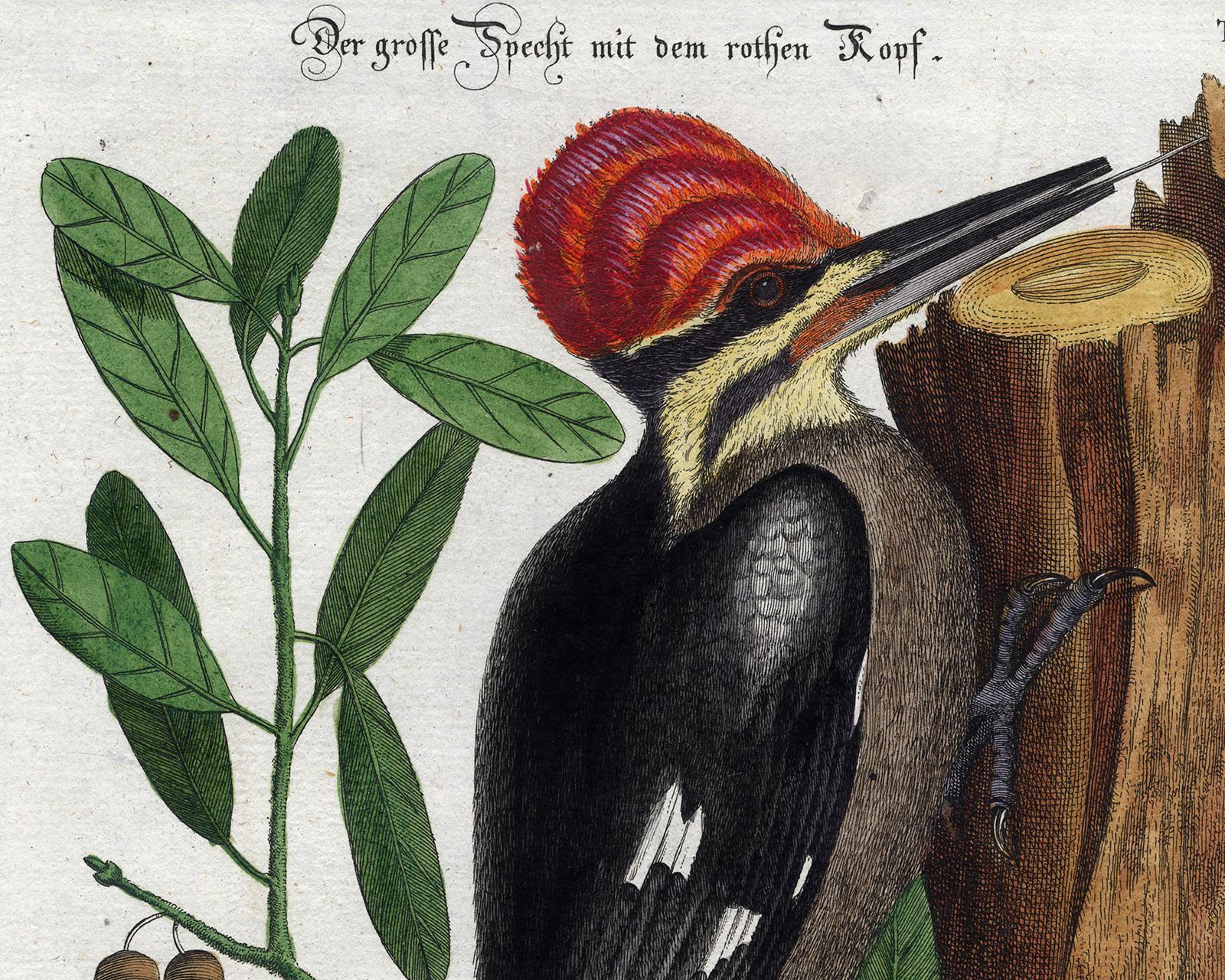 Red-Headed Woodpecker by Seligmann - Handcoloured etching - 18th century - Old Masters Print by Johann Michael Seligmann