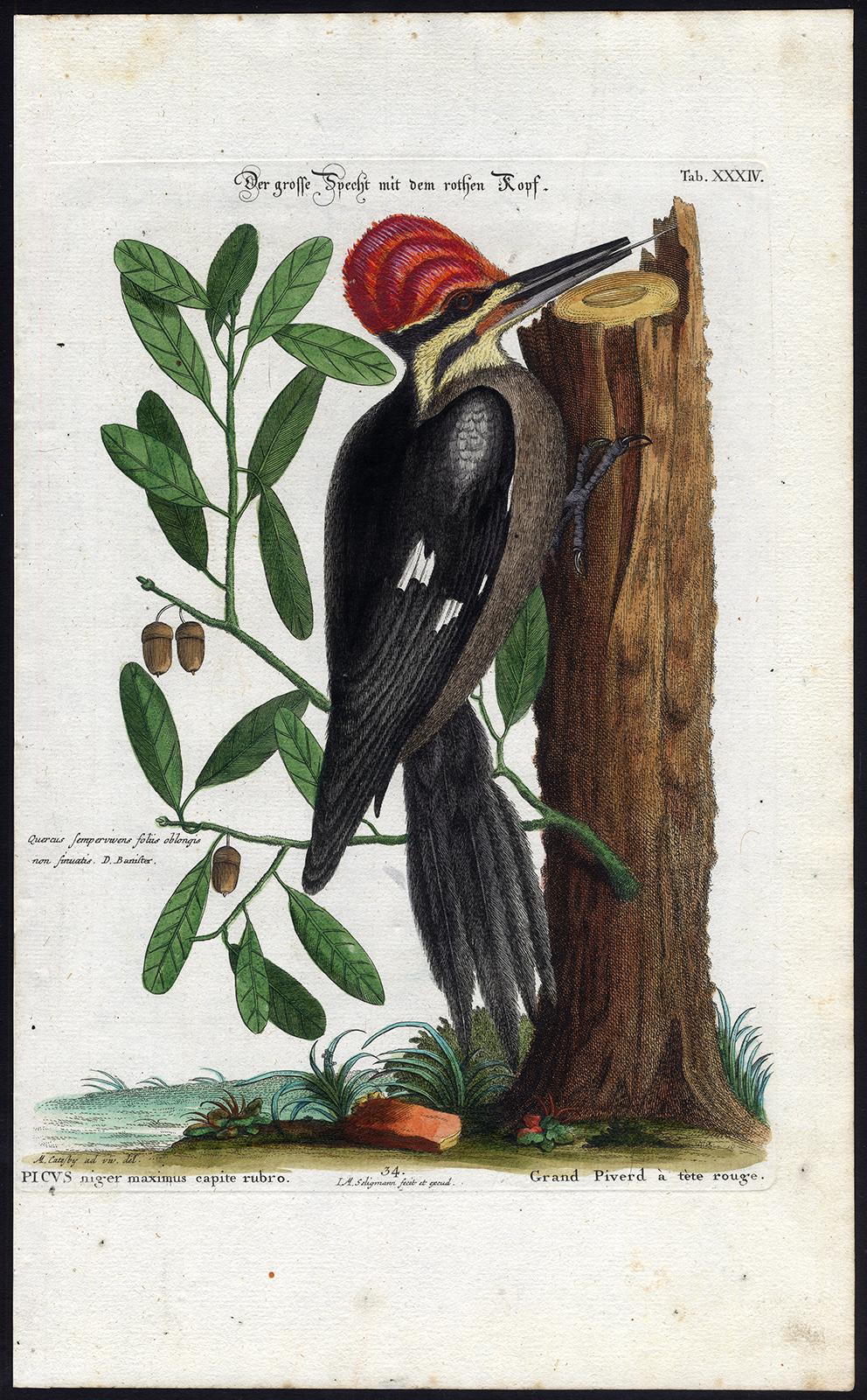 Johann Michael Seligmann Animal Print - Red-Headed Woodpecker by Seligmann - Handcoloured etching - 18th century