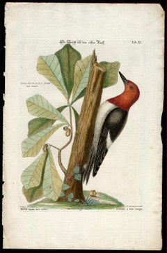 Antique Red-Headed Woodpecker by Seligmann - Handcoloured Engraving - 18th century