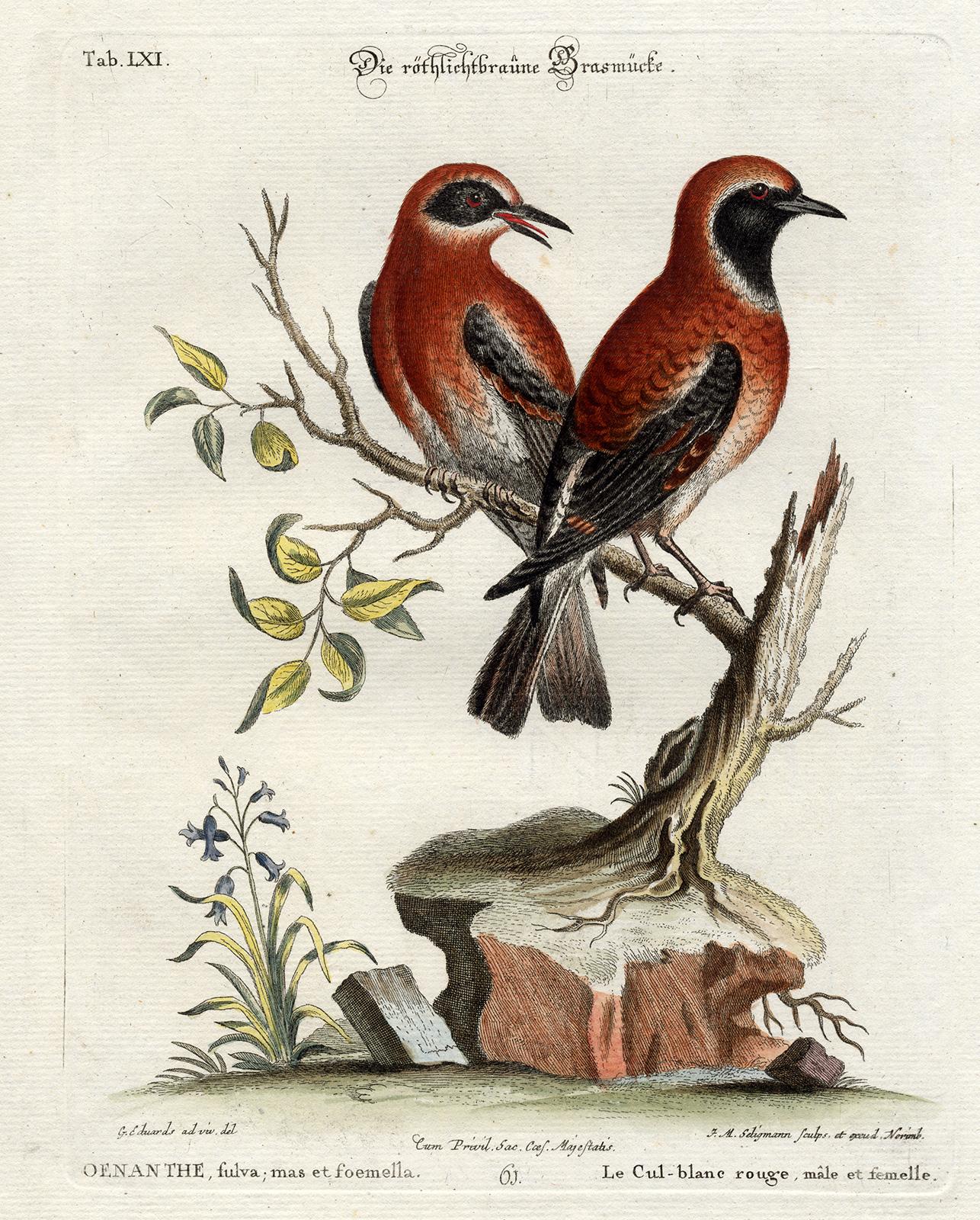 Red Warbler by Seligmann - Handcoloured etching - 18th century - Print by Johann Michael Seligmann