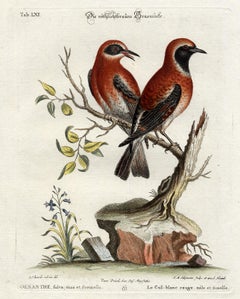 Red Warbler by Seligmann - Handcoloured etching - 18th century
