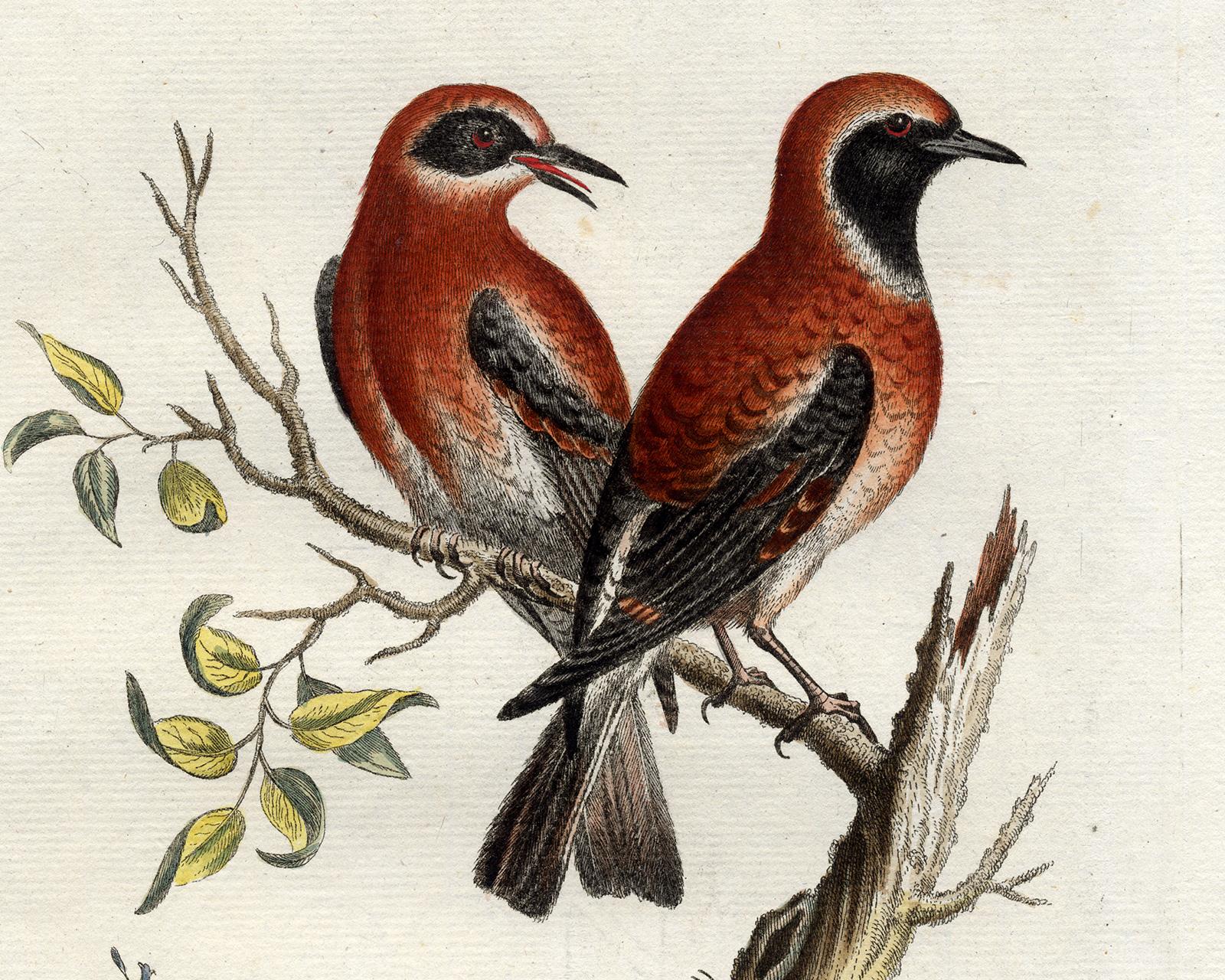 Red Warbler by Seligmann - Handcoloured etching - 18th century - Old Masters Print by Johann Michael Seligmann