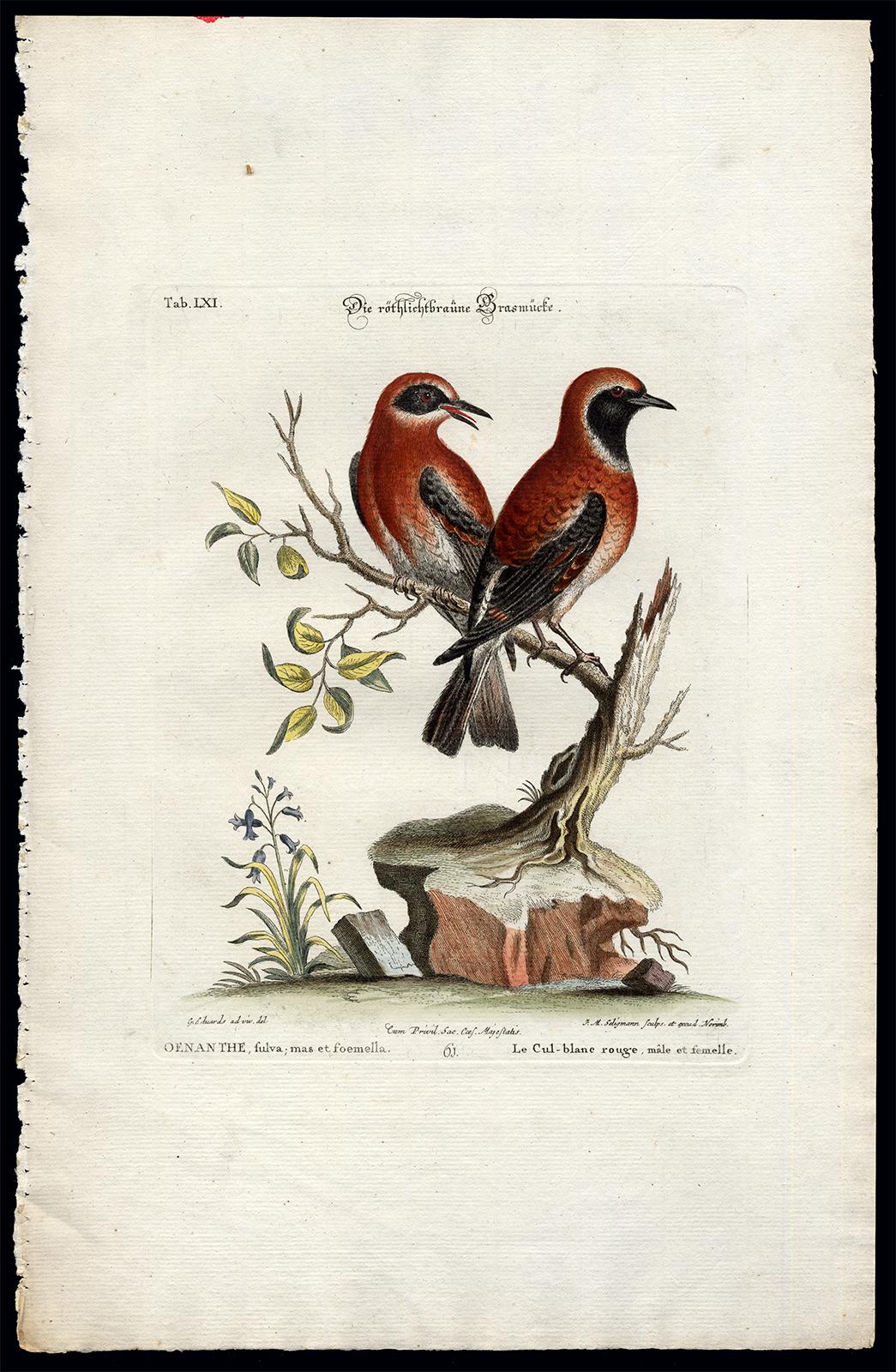 Johann Michael Seligmann Animal Print - Red Warbler by Seligmann - Handcoloured etching - 18th century