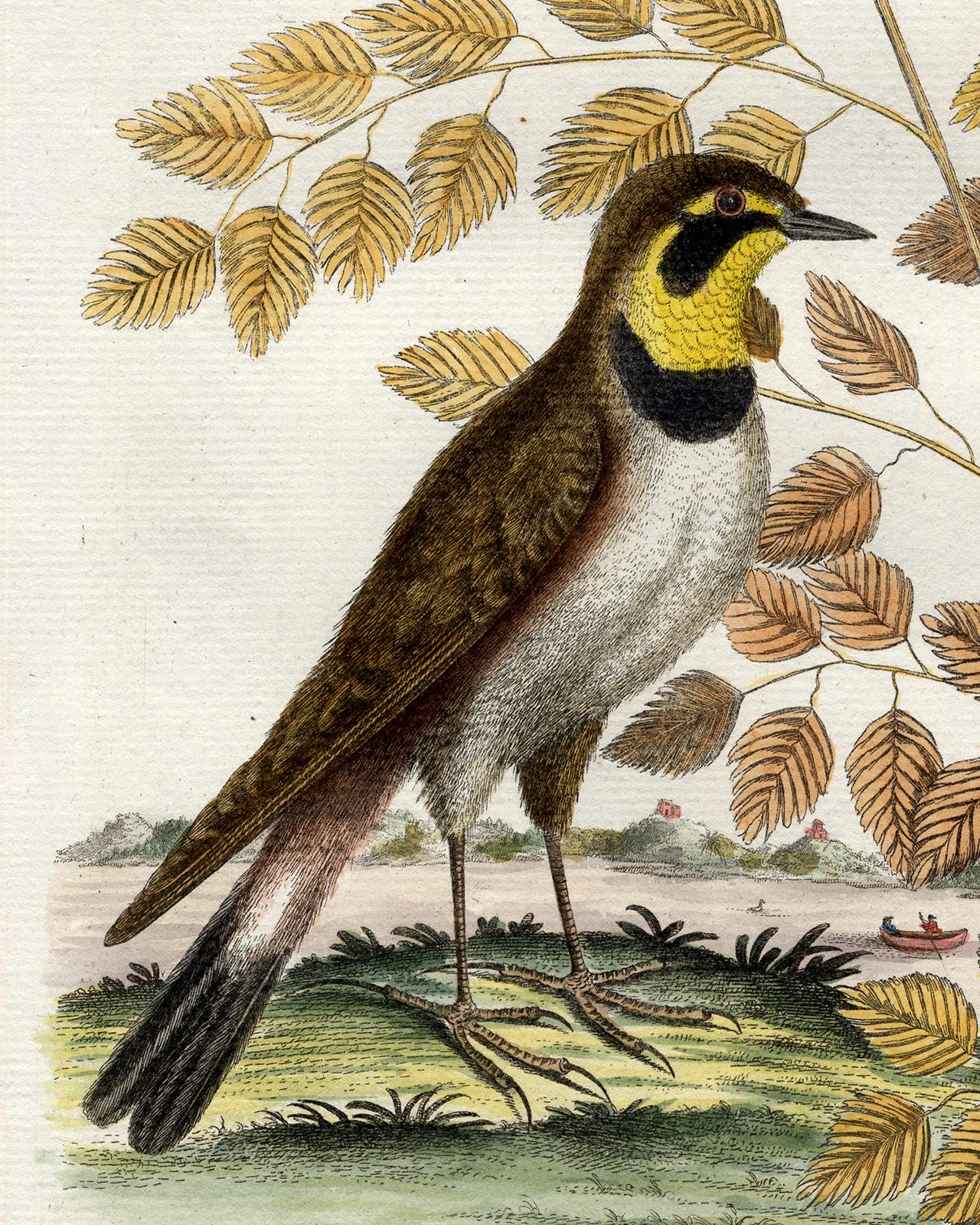 Shore Lark or Horned Lark by Seligmann - Handcoloured etching - 18th century - Old Masters Print by Johann Michael Seligmann