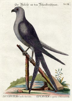 Swallow-Tail Hawk by Seligmann - Handcoloured Engraving - 18th century