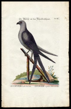 Swallow-Tail Hawk by Seligmann - Handcoloured Engraving - 18th century