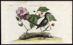 The Grey Catbird by Seligmann - Handcoloured etching - 18th century