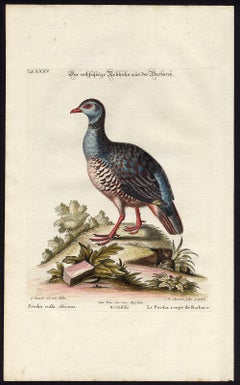 Antique The Red-Legged Partridge by Seligmann - Handcoloured etching - 18th century
