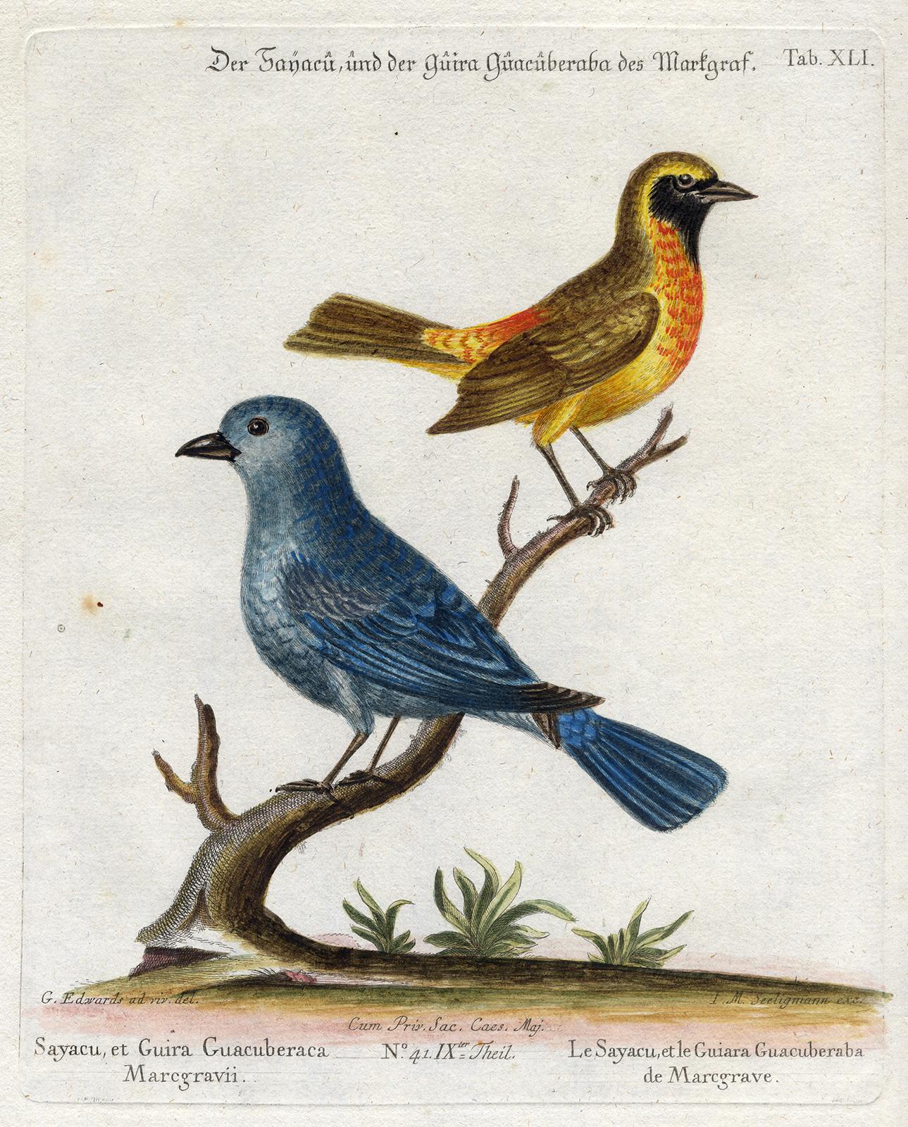 The Sayacu and Guira Guacuberaba by Seligmann - Handcoloured - 18th century - Print by Johann Michael Seligmann