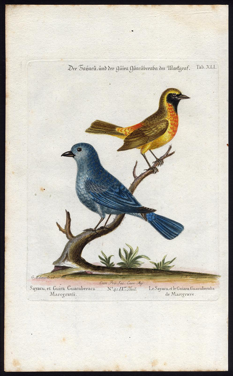Johann Michael Seligmann Animal Print - The Sayacu and Guira Guacuberaba by Seligmann - Handcoloured - 18th century