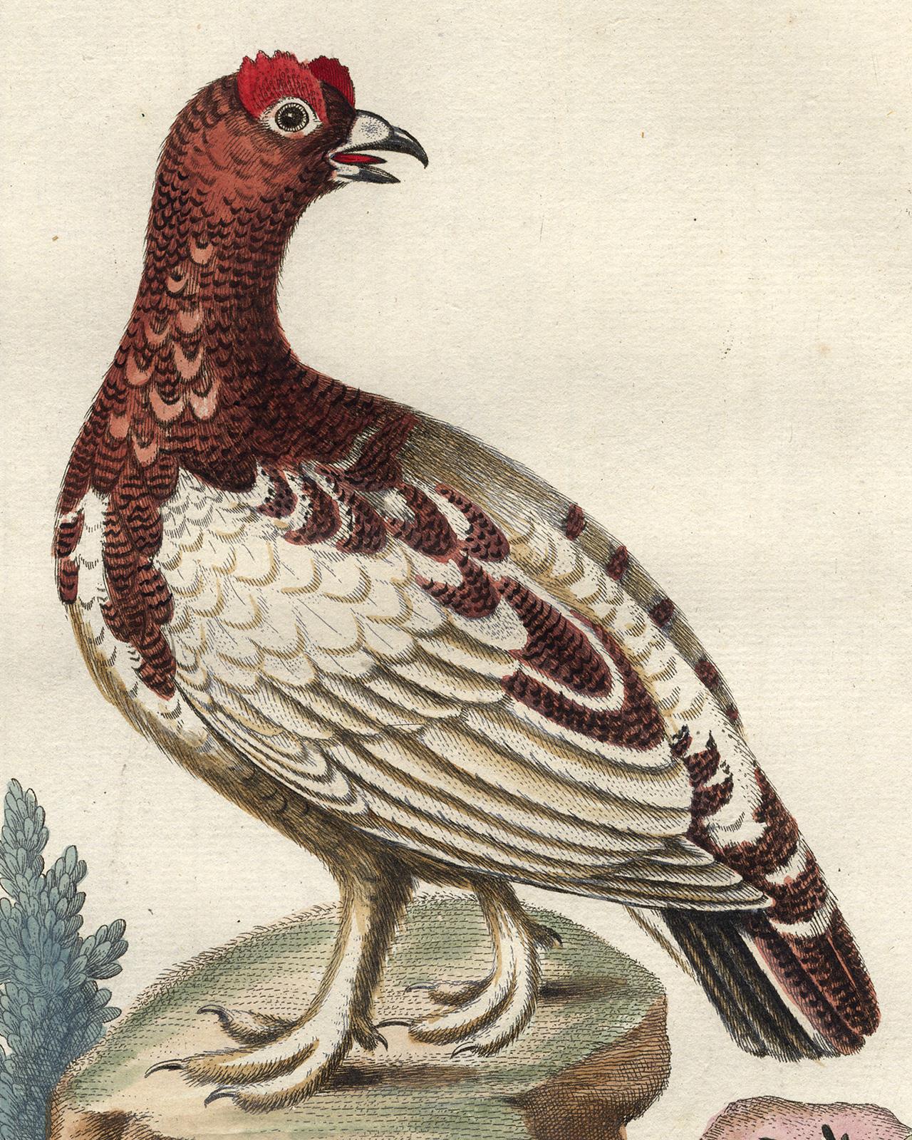 The White Partridge by Seligmann - Handcoloured etching - 18th century - Old Masters Print by Johann Michael Seligmann