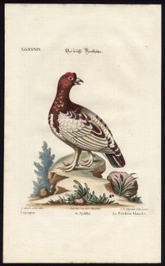 Antique The White Partridge by Seligmann - Handcoloured etching - 18th century