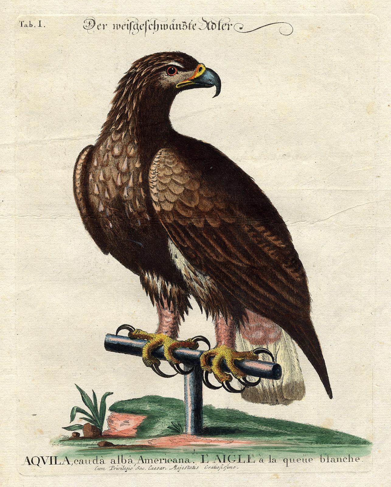 White Tailed Eagle by Seligmann - Handcoloured etching - 18th century - Print by Johann Michael Seligmann