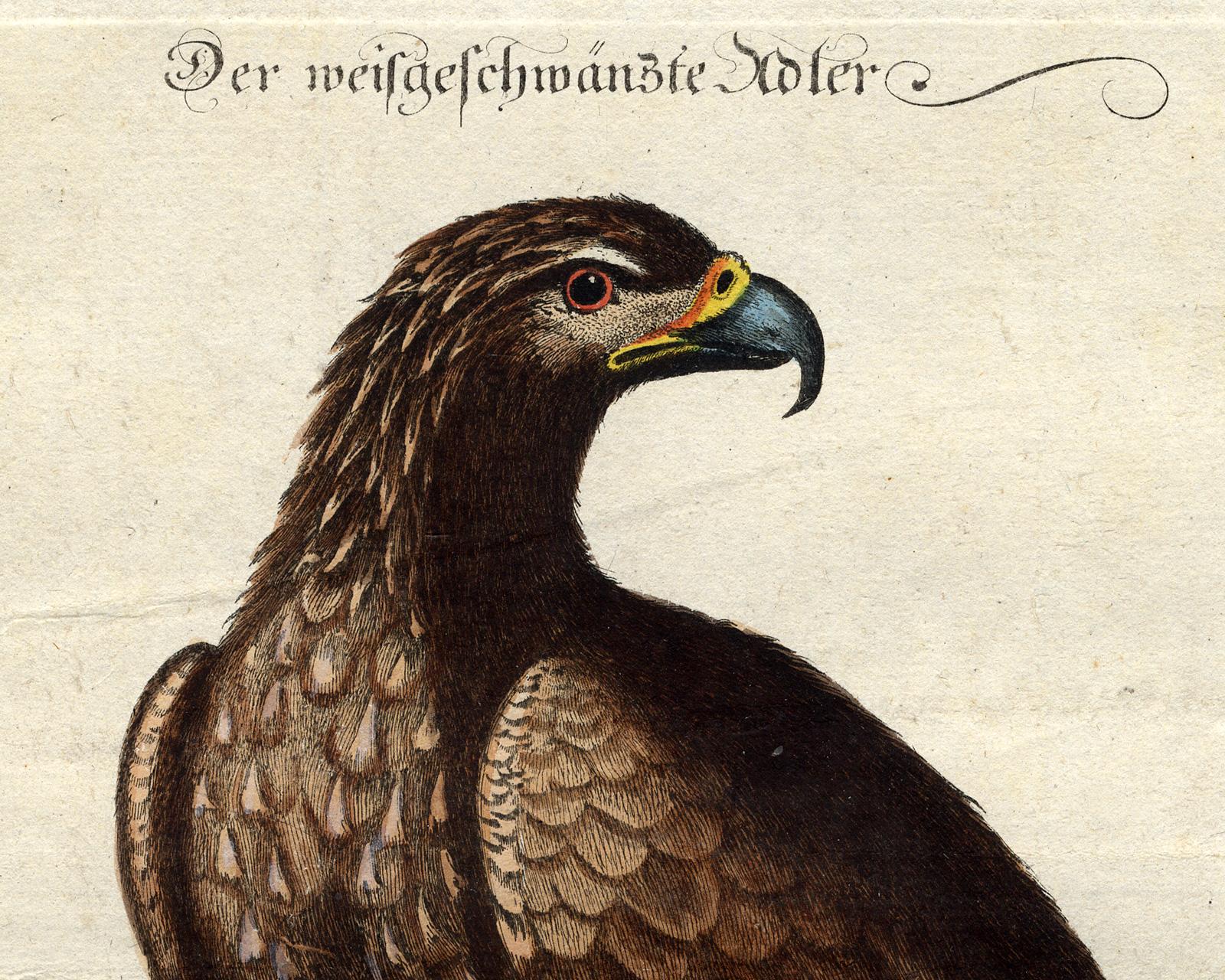 White Tailed Eagle by Seligmann - Handcoloured etching - 18th century - Old Masters Print by Johann Michael Seligmann