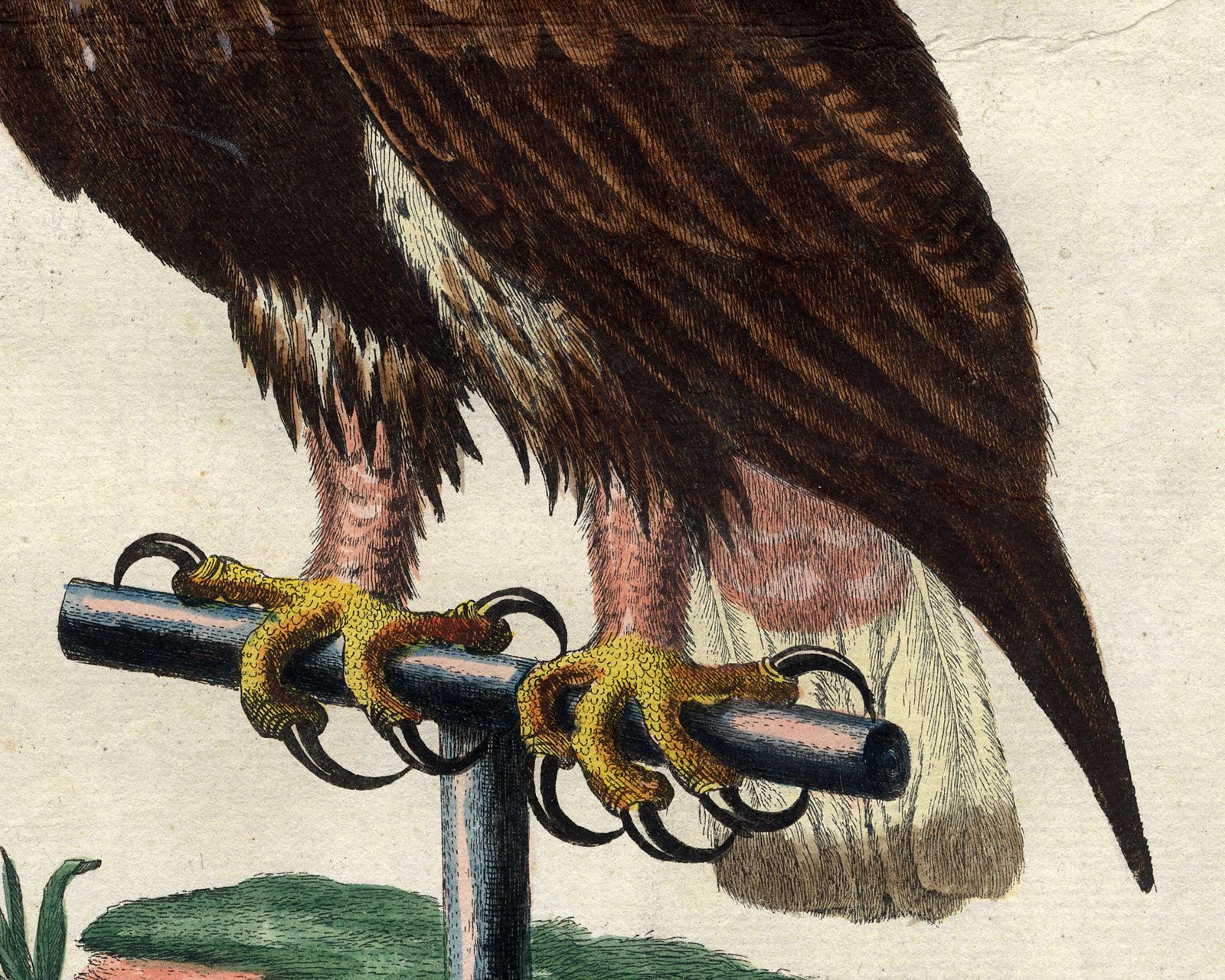 Subject: Original ornithological print, number I, titled: 'Der weissgeschwanzte Adler' (L'Aigle a la queue blanche - Aquila cauda alba Americana). This is the White Tailed Eagle.

Description:  This scarse plate originates from: 'Sammlung