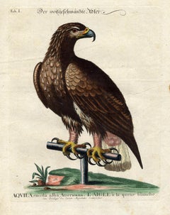 Antique White Tailed Eagle by Seligmann - Handcoloured etching - 18th century