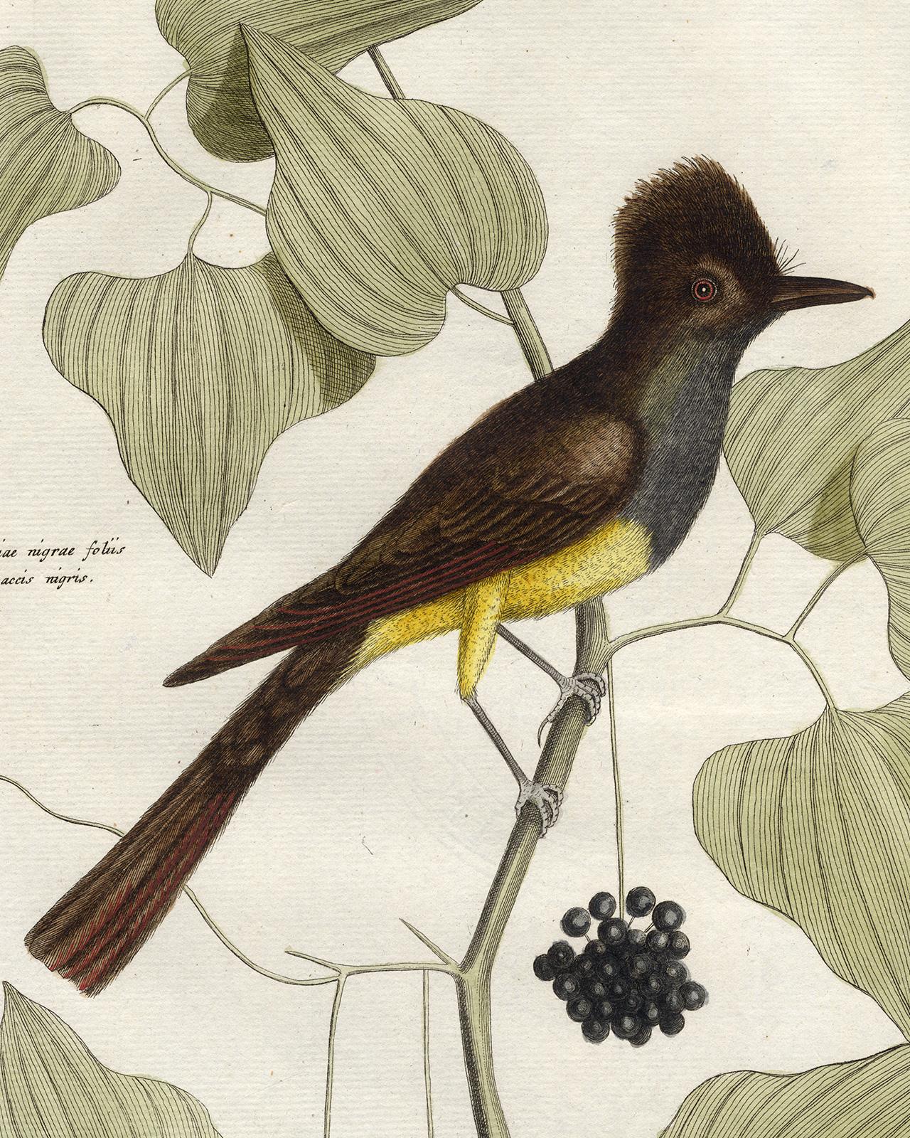 Yellow-Bellied Crested Flycatcher by Seligmann - Handcoloured - 18th century - Old Masters Print by Johann Michael Seligmann