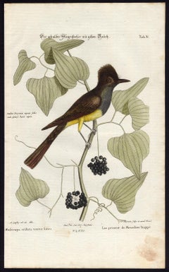 Yellow-Bellied Crested Flycatcher by Seligmann - Handcoloured - 18th century