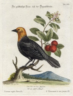 Yellow-Headed Blackbird by Seligmann - Handcoloured etching - 18th century