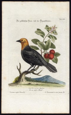 Antique Yellow-Headed Blackbird by Seligmann - Handcoloured etching - 18th century