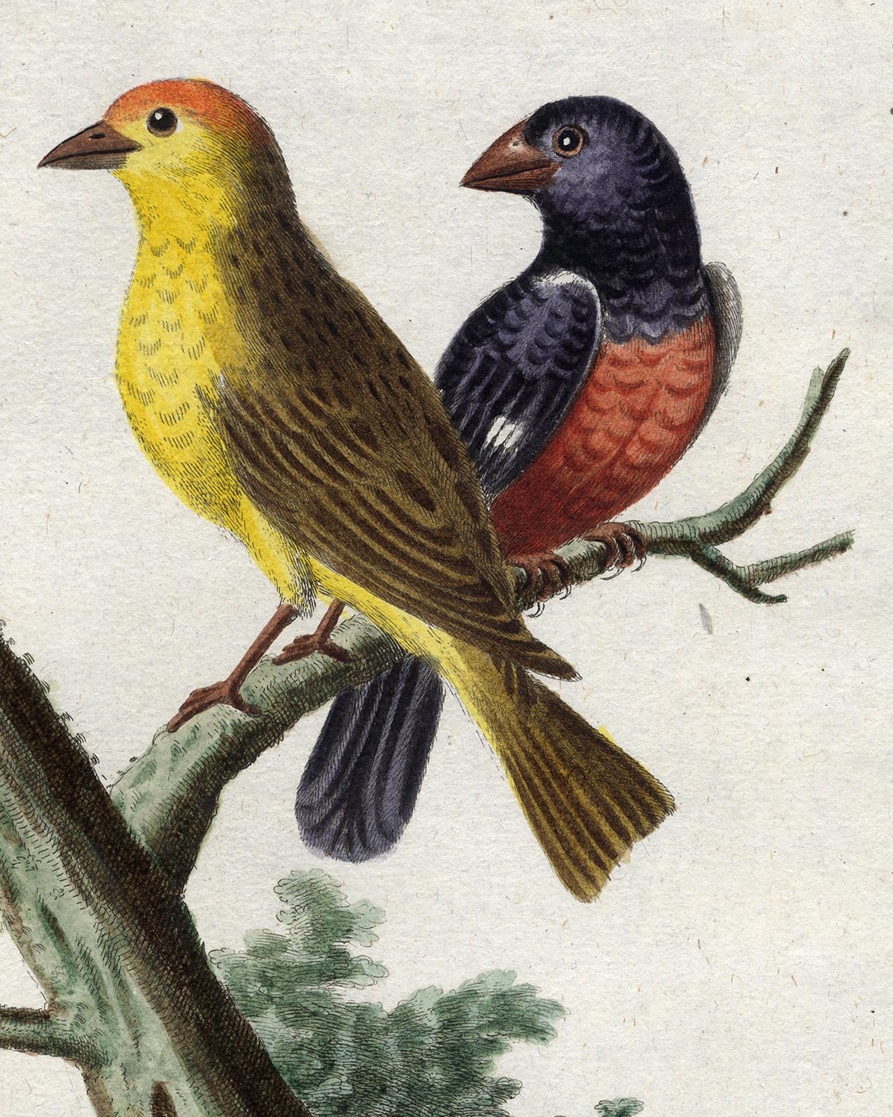 Yellow Red-pole and Black Grosbeak by Seligmann - Handcoloured - 18th century - Old Masters Print by Johann Michael Seligmann