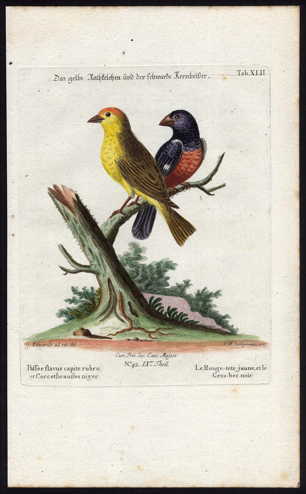 Johann Michael Seligmann Animal Print - Yellow Red-pole and Black Grosbeak by Seligmann - Handcoloured - 18th century