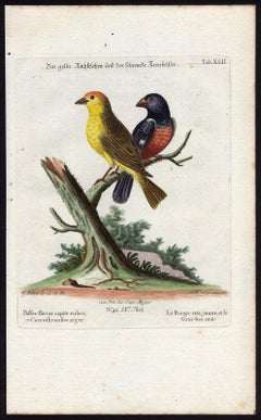 Yellow Red-pole and Black Grosbeak by Seligmann - Handcoloured - 18th century