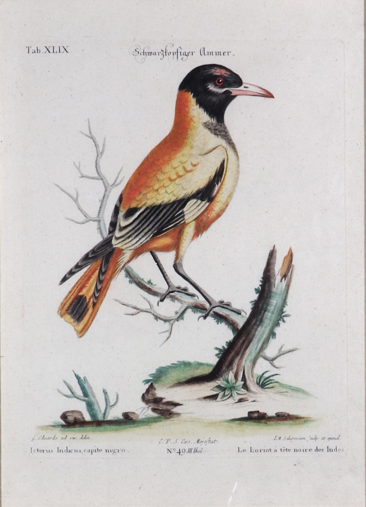 Johann Seligmann Bird Engraving, 
Tab XLIX, 
Le Loriot a tete noires Indes,
1770s

The Johann Seligmann engraving from the French Edition was hand-colored at publication and is now mounted in a decoupage frame.

The engravings with German, Latin &
