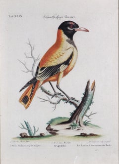 Johann Seligmann Bird Engraving of an Oriole, Le Loriot a tete noires Indes