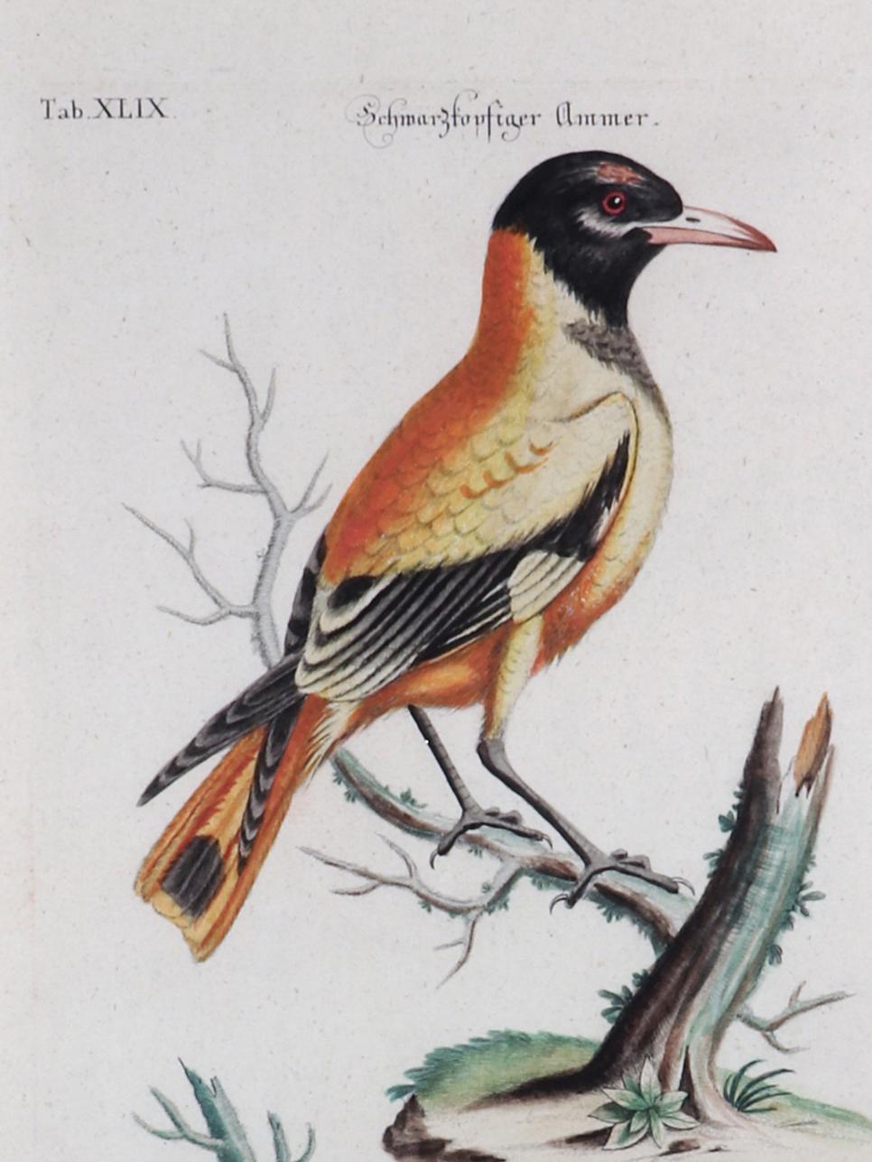 Johann Seligmann Vogelgravur einer Oriole, Le Loriot, eine Tete-Noires-Indes (Georgian) im Angebot