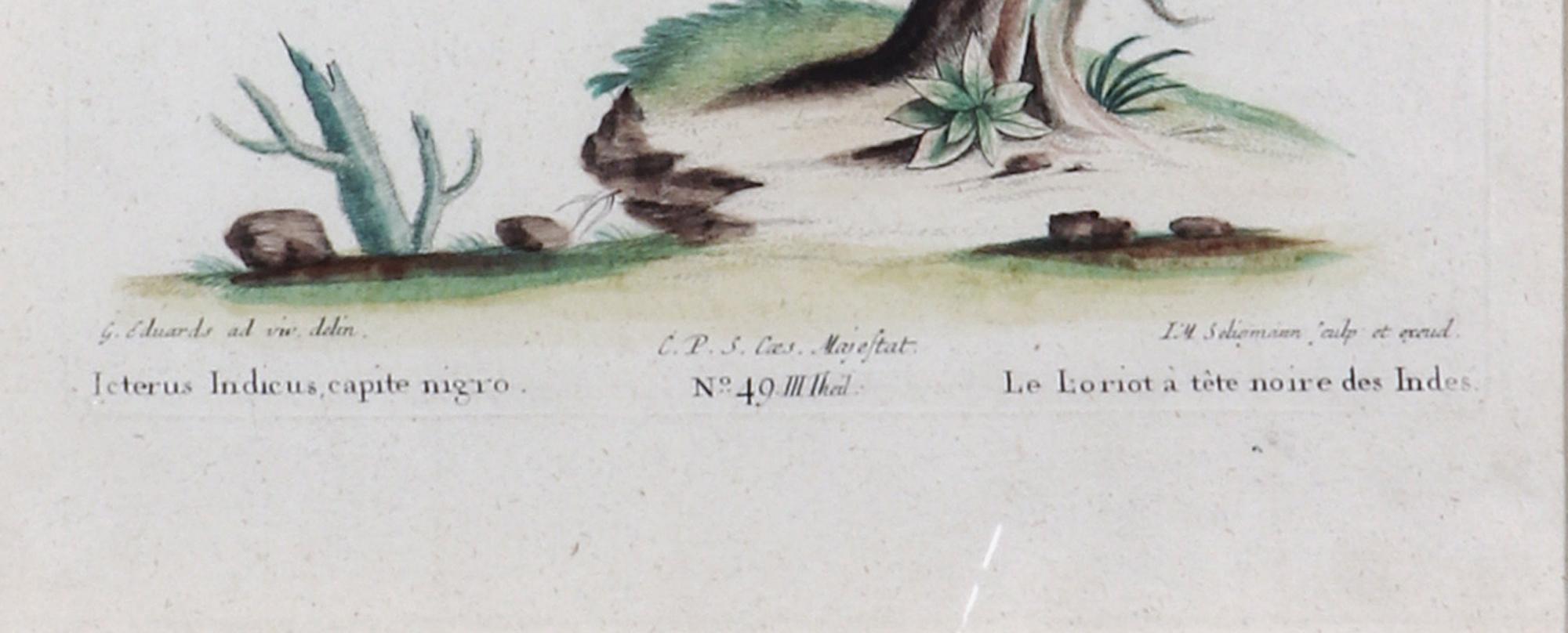 German Johann Seligmann Bird Engraving of an Oriole, Le Loriot a tete noires Indes For Sale
