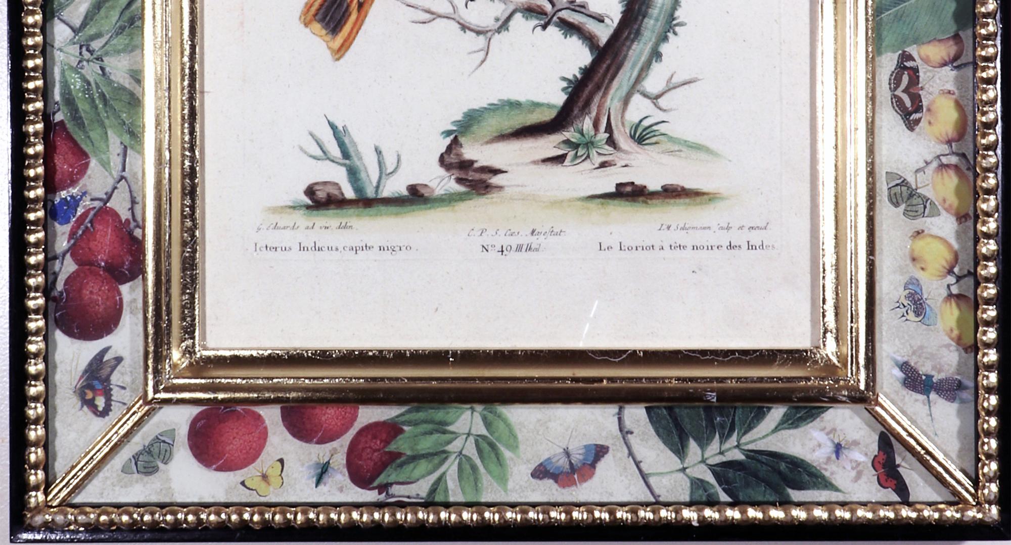 Johann Seligmann Bird Engraving of an Oriole, Le Loriot a tete noires Indes In Good Condition For Sale In Downingtown, PA
