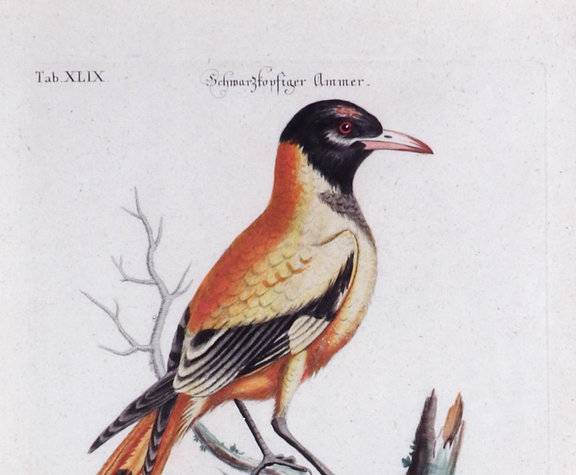 18th Century Johann Seligmann Bird Engraving of an Oriole, Le Loriot a tete noires Indes For Sale