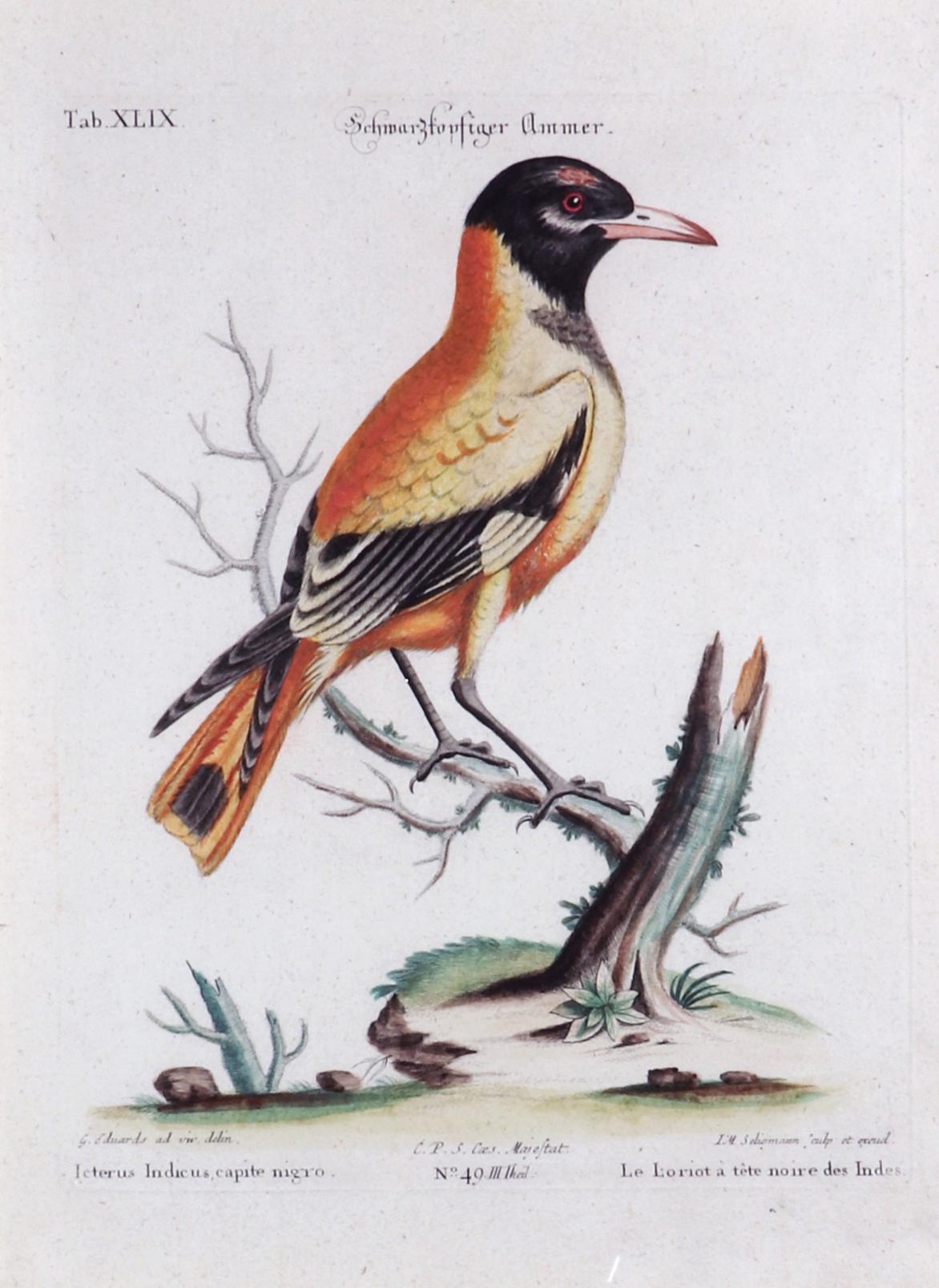 Paper Johann Seligmann Bird Engraving of an Oriole, Le Loriot a tete noires Indes For Sale