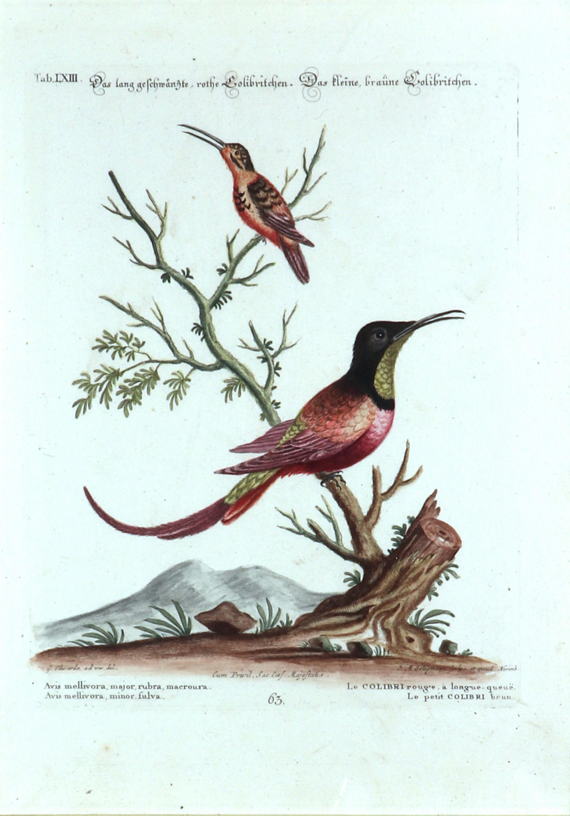 Johann Seligmann Bird Print,
Le Colibri rouge & Le petit Colibri brun, 
Tab LXIII
Circa 1770

The Johann Seligmann engravings of two birds on a branch- Le Colibri rouge & Le petit Colibri brun, Tax LXIII is mounted in a decoupage frame. The