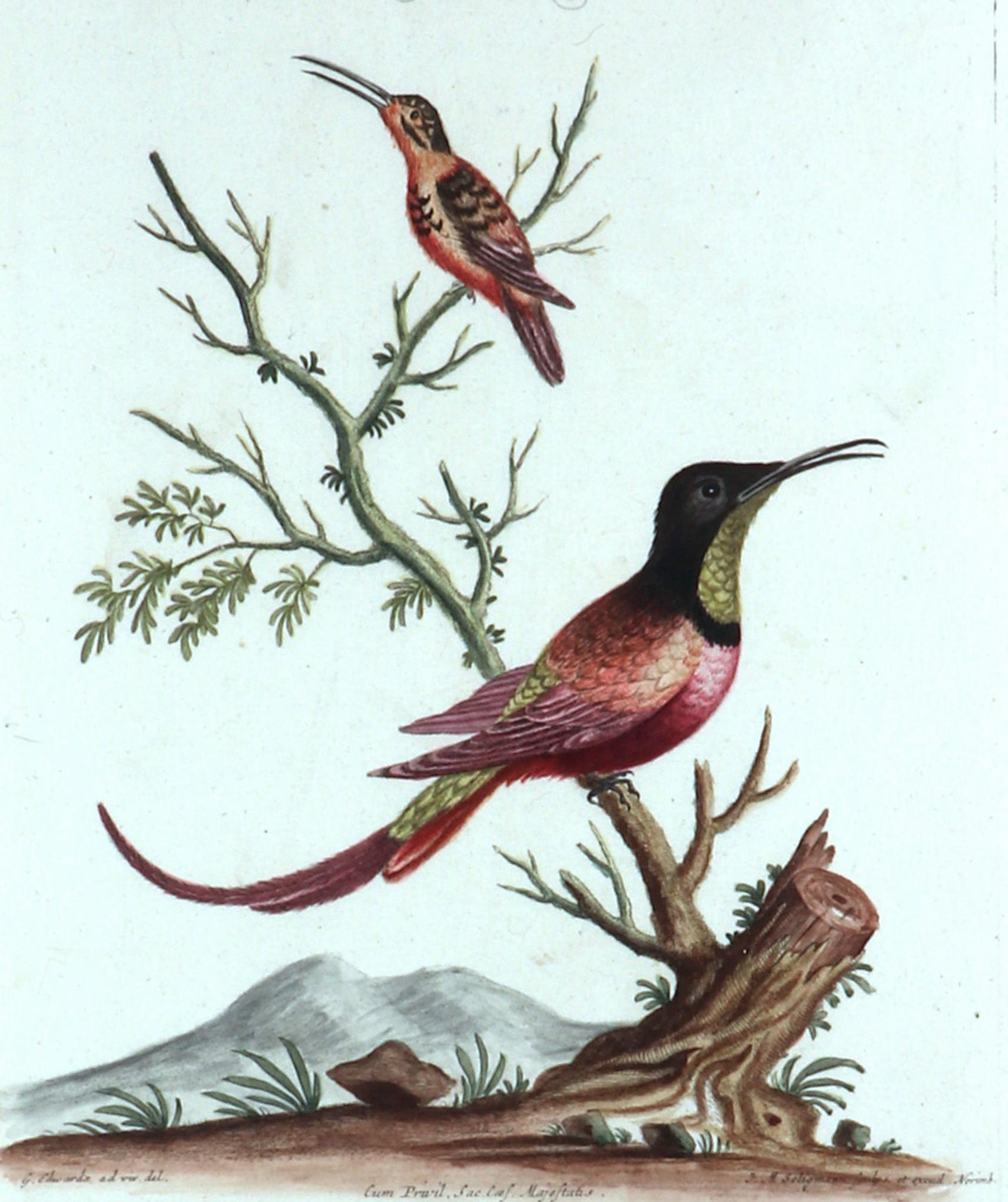 Georgian Johann Seligmann Bird Print, Le Colibri rouge & Le petit Colibri brun, Tab LXIII For Sale