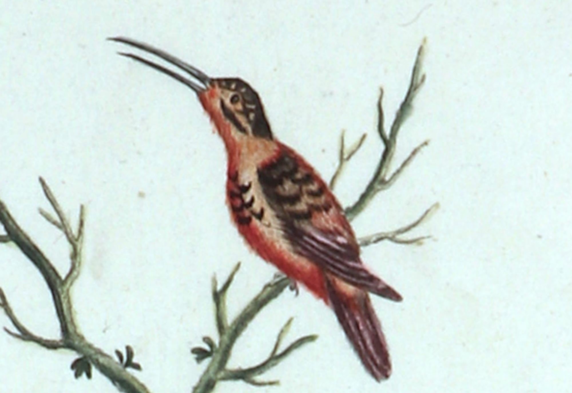 German Johann Seligmann Bird Print, Le Colibri rouge & Le petit Colibri brun, Tab LXIII For Sale