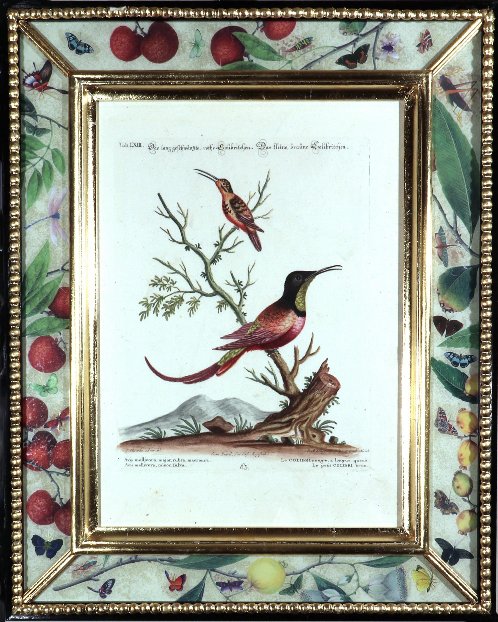 Johann Seligmann Bird Print, Le Colibri rouge & Le petit Colibri brun, Scheda LXIII