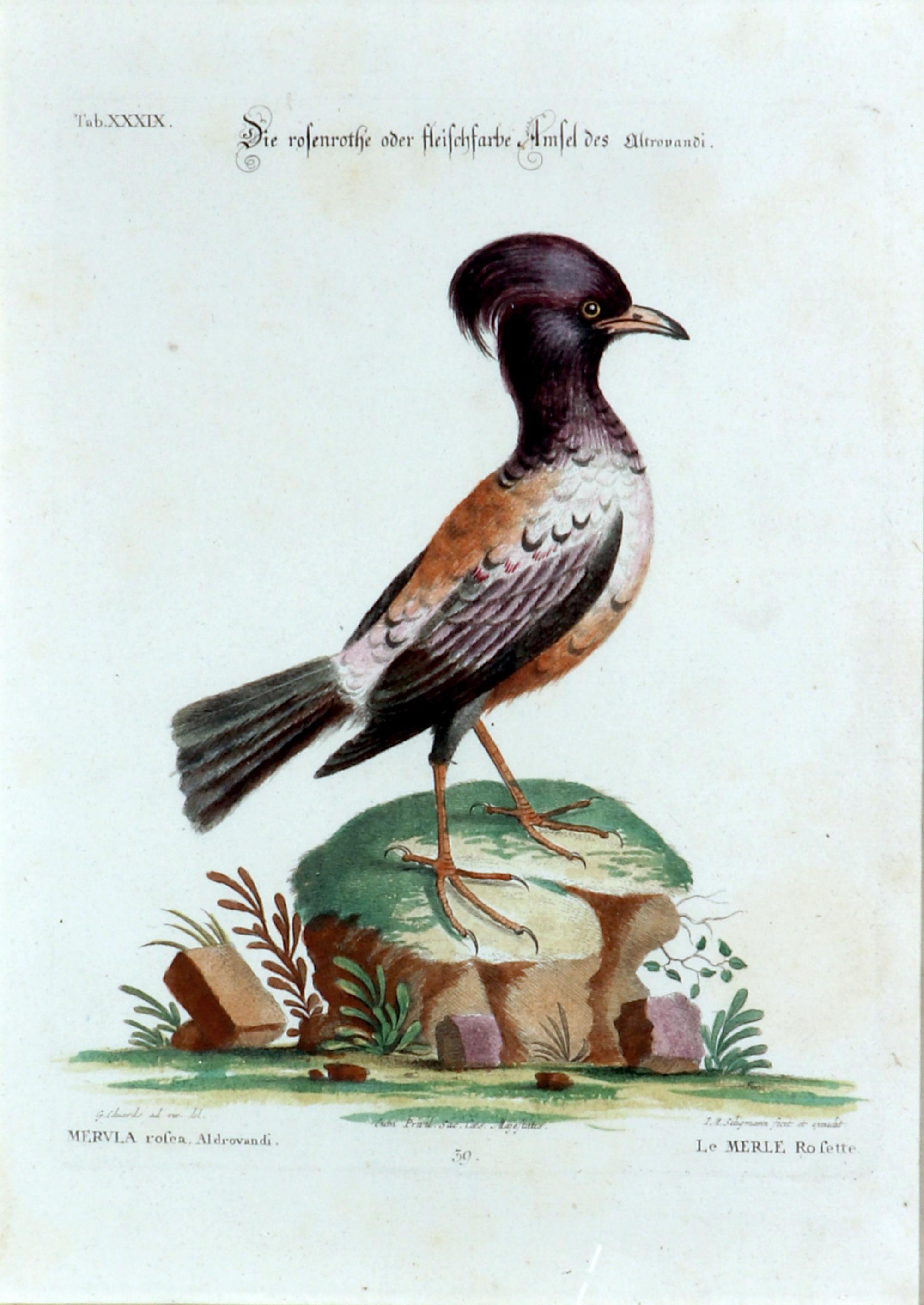 Johann Seligmann Bird Print,
Le Merle Rofette, 
Tab XXXIX
After George Edwards
circa 1770

The Johann Seligmann engraving of Le Merle Rofette, Tab XXXIX is mounted in a decoupage frame. The engraving with German, Latin & French