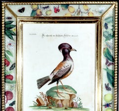 Johann Seligmann Bird Print of Le Merle Rofette, Tab XXXIX, After George Edwards